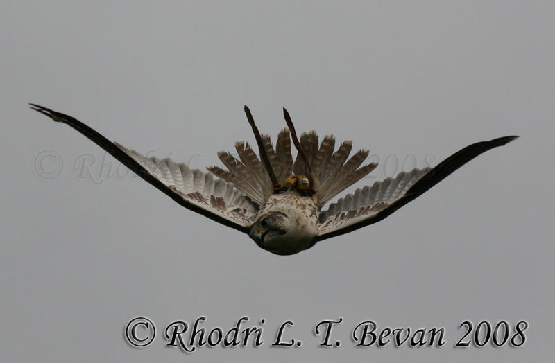 One of Rhodri's great bird photos taken at the Falconry and Animal Park in Porlock \"Highlight\"